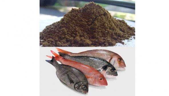برترین تولید کنندگان پودر ماهی خالص و مرغوب
